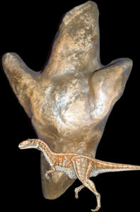 Carnosaur Dinosaur Track or Footprint Dinosaur track cast replica