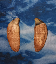 Cargar imagen en el visor de la galería, Cave Bear Canine tooth cast replica