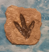 Charger l&#39;image dans la galerie, Theropod Dinosaur Footprint Track #4 Fossil Grallator Quality Collectible Dinosaur track cast replica