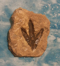 Load image into Gallery viewer, Theropod Dinosaur Footprint Track #4 Fossil Grallator Quality Collectible Dinosaur track cast replica