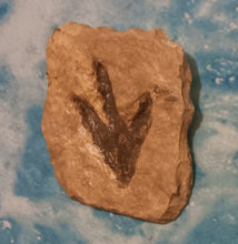 Load image into Gallery viewer, Theropod Dinosaur Footprint Track #4 Fossil Grallator Quality Collectible Dinosaur track cast replica