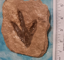 Cargar imagen en el visor de la galería, Theropod Dinosaur Footprint Track #4 Fossil Grallator Quality Collectible Dinosaur track cast replica