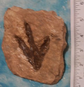 Theropod Dinosaur Footprint Track #4 Fossil Grallator Quality Collectible Dinosaur track cast replica