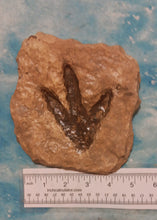 Load image into Gallery viewer, Theropod Dinosaur Footprint Track #4 Fossil Grallator Quality Collectible Dinosaur track cast replica