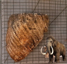 Laden Sie das Bild in den Galerie-Viewer, Woolly Mammoth Tooth Cast Replica #1