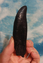 Cargar imagen en el visor de la galería, T.rex tooth #5 T-rex 4 3/4" Tyrannosaurus Rex T.rex Fossil Tooth for sale Cast Replica T-rex