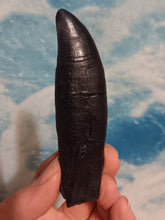 Cargar imagen en el visor de la galería, T.rex tooth #5 T-rex 4 3/4" Tyrannosaurus Rex T.rex Fossil Tooth for sale Cast Replica T-rex