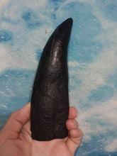 Load image into Gallery viewer, T.rex tooth #8. Large 8" Tyrannosaurus Rex T.rex Fossil tooth for sale T-rex Trex