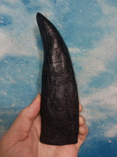 Load image into Gallery viewer, T.rex tooth #8. Large 8" Tyrannosaurus Rex T.rex Fossil tooth for sale T-rex Trex