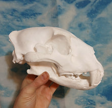 Cargar imagen en el visor de la galería, Liliger Skull Cast Replica Reproduction