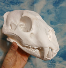 Cargar imagen en el visor de la galería, Liliger Skull Cast Replica Reproduction