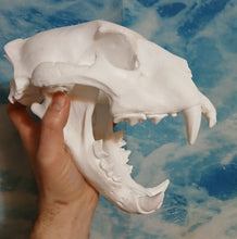 Cargar imagen en el visor de la galería, Liliger Skull Cast Replica Reproduction