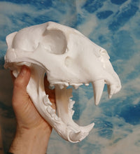 Cargar imagen en el visor de la galería, Liliger Skull Cast Replica Reproduction