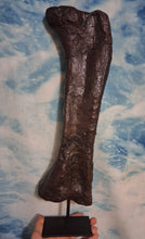 Charger l'image dans la galerie, Bellusaurus Femur cast replica dinosaur