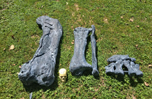 Load image into Gallery viewer, Camarasaurus leg cast replica