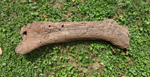 画像をギャラリービューアに読み込む, Triceratops Femur Leg Bone Cast replica #1