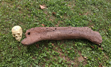 画像をギャラリービューアに読み込む, Triceratops Femur Leg Bone Cast replica #1