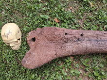 画像をギャラリービューアに読み込む, Triceratops Femur Leg Bone Cast replica #1