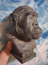 Laden Sie das Bild in den Galerie-Viewer, Australopithecus Bust replica cast