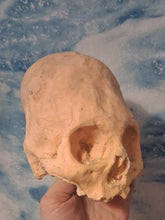 Cargar imagen en el visor de la galería, Camacho #18 Female Skull Cast Replica Peruvian Elongated Skull (not an Alien)