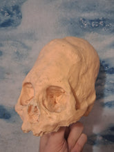 Cargar imagen en el visor de la galería, Camacho #18 Female Skull Cast Replica Peruvian Elongated Skull (not an Alien)