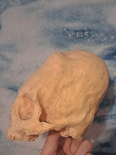 Cargar imagen en el visor de la galería, Camacho #18 Female Skull Cast Replica Peruvian Elongated Skull (not an Alien)