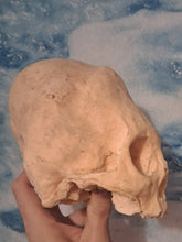 Cargar imagen en el visor de la galería, Camacho #18 Female Skull Cast Replica Peruvian Elongated Skull (not an Alien)