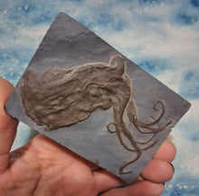 Load image into Gallery viewer, Octopus: Proteroctopus ribeti, fossil octopus cast replica 