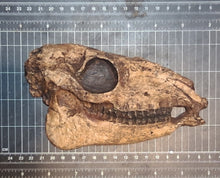 Load image into Gallery viewer, Mesohippus skull cast replica #2 Mesohippus fossil horse skull cast replica