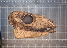 Load image into Gallery viewer, Mesohippus skull cast replica #2 Mesohippus fossil horse skull cast replica