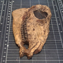 Load image into Gallery viewer, Mesohippus skull cast replica #2 Mesohippus fossil horse skull cast replica