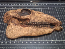 Load image into Gallery viewer, Mesohippus skull cast replica #2 Mesohippus fossil horse skull cast replica