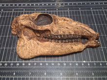 Load image into Gallery viewer, Mesohippus skull cast replica #2 Mesohippus fossil horse skull cast replica
