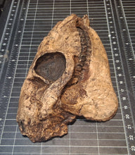 Load image into Gallery viewer, Mesohippus skull cast replica #2 Mesohippus fossil horse skull cast replica