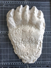 Load image into Gallery viewer, Bear: Adult Grizzly Bear footprint cast replica Alaska #1