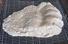 Load image into Gallery viewer, Bear: Adult Grizzly Bear footprint cast replica Alaska #1