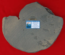 Load image into Gallery viewer, Placenticeras meeki, Ammonite #1193 cast replica