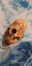 画像をギャラリービューアに読み込む, Cinnamon Skull Cast Replica Peruvian Elongated Skull (not an Alien)