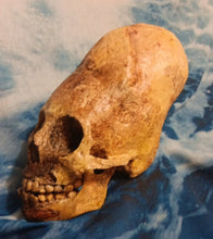 画像をギャラリービューアに読み込む, Cinnamon Skull Cast Replica Peruvian Elongated Skull (not an Alien)