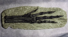 画像をギャラリービューアに読み込む, Chirostenotes Dinosaur Foot Cast Replica
