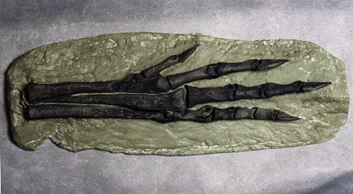 Chirostenotes Dinosaur Foot Cast Replica