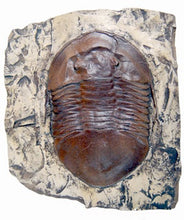 Laden Sie das Bild in den Galerie-Viewer, Trilobite: Isotelus maximus, State Fossil of Ohio, Trilobite cast replica #667