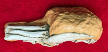 Load image into Gallery viewer, Velociraptor Foot in matrix cast replica