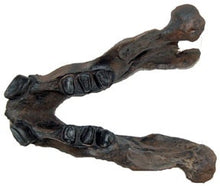 Load image into Gallery viewer, Megalonyx Ground Sloth skull cast replica #2 Adult skull