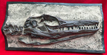 Load image into Gallery viewer, Clidastes Mosasaur skull cast replica marine reptile