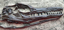 画像をギャラリービューアに読み込む, Clidastes Mosasaur skull cast replica marine reptile