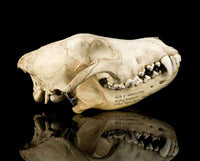 Load image into Gallery viewer, Wolf Skull Cast Replica TMF wolf skull #2