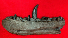 Load image into Gallery viewer, Megalosaurus bucklandii, 1st described dinosaur, Jaw &amp; Teeth #504 cast replica