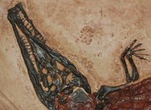 Cargar imagen en el visor de la galería, Crocodilaemus robustus, crocodile, Jurassic #1597 replica