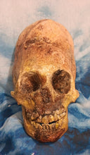 画像をギャラリービューアに読み込む, Cinnamon Skull Cast Replica Peruvian Elongated Skull (not an Alien)